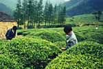 Tea plantation